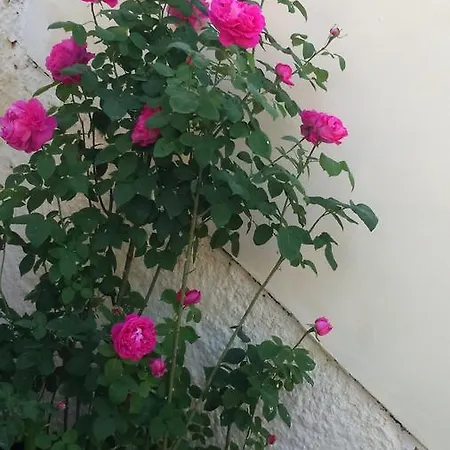 玫瑰园鲁姆斯旅馆 招待所 3*