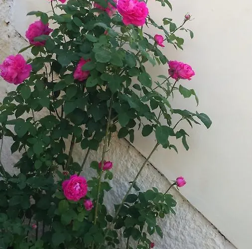 Rose Garden 게스트하우스 3*